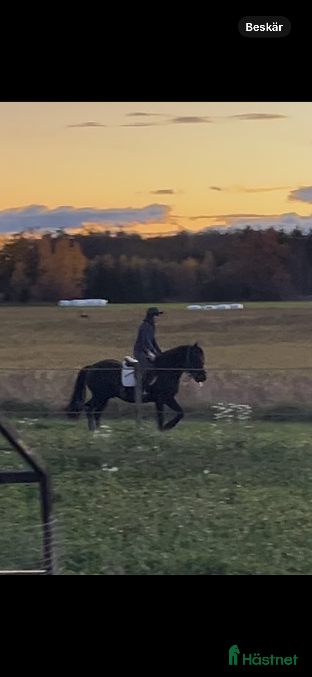  medryttarhäst finnes: Medryttare sökes lånas ev ut på foder/leasing i Västerås - Annons 3