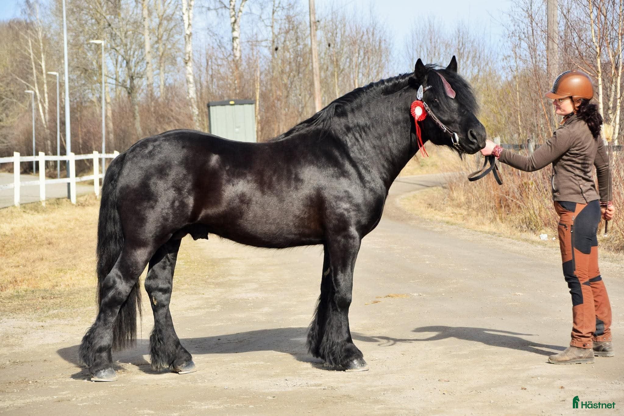  hästar Imre 2141 - Annons 1