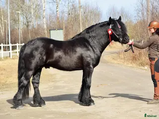 hästar Imre 2141 - Annons 1