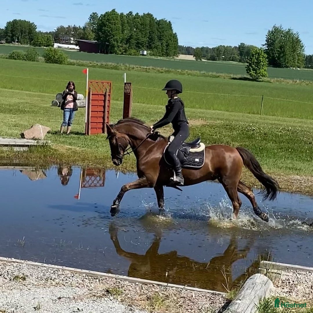 Allround hästar till salu: En på miljonen i Kumla - Annons 8