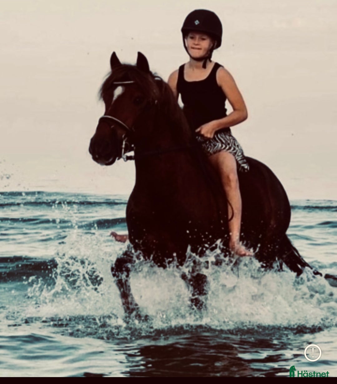 Hoppning hästar till salu: One in A million ponny🌟 i Färjestaden - Annons 3