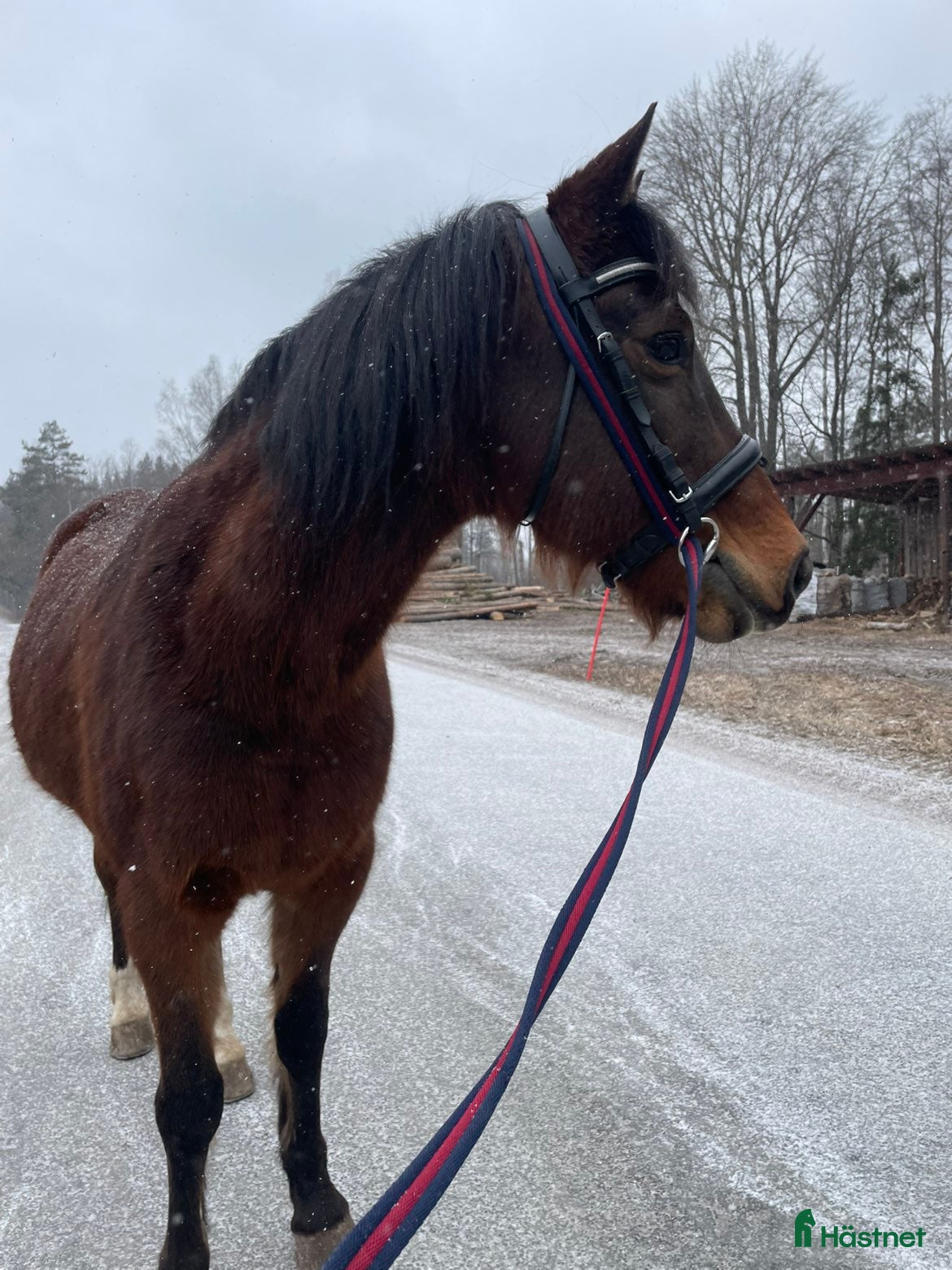  hästar Söker nytt hem med massa mys  - Annons 3