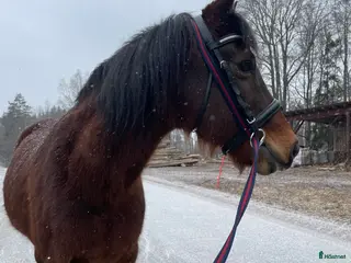 hästar Söker nytt hem med massa mys - Annons 3