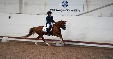  hästar i Linghem - Annons 12