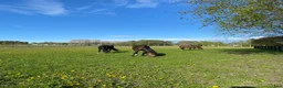 Dressyr hästar sökes: Häst sökes till långsiktigt hem 🐴 - Annons 2