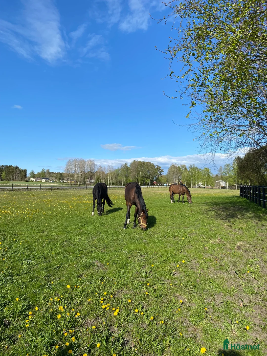 Dressyr hästar sökes: Häst sökes till långsiktigt hem 🐴 - Annons 2