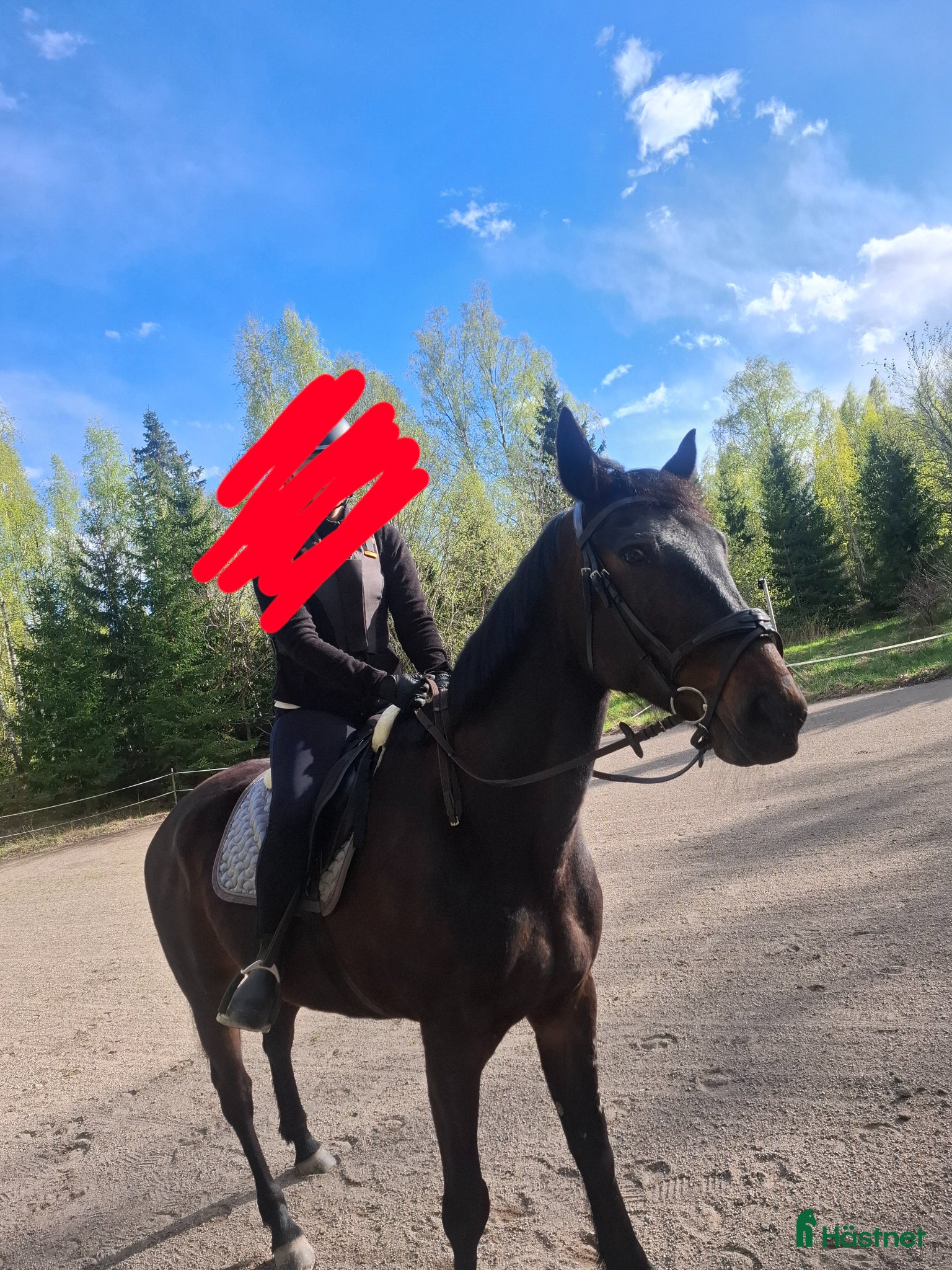  foderhäst Önskar hitta fodervärd till min fina Ina - Annons 2