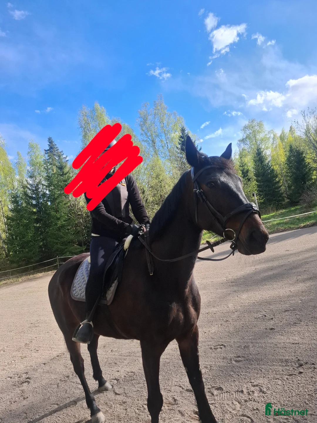  foderhäst finnes: Önskar hitta fodervärd till min fina Ina i Gävle - Annons 1