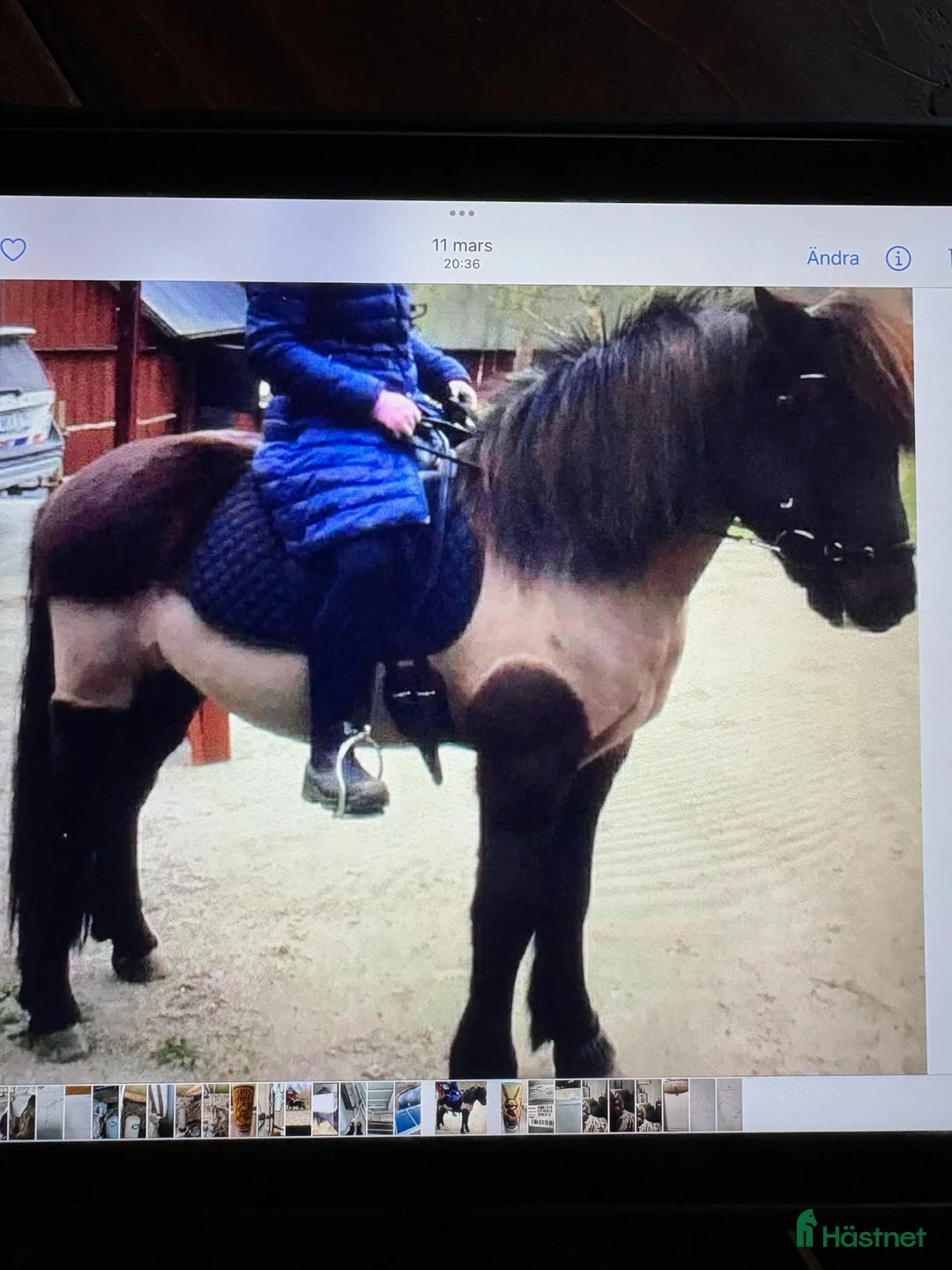 Island hästar till salu: Trevlig valack  - Annons 1