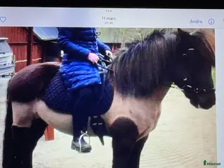 hästar Trevlig valack - Annons 3