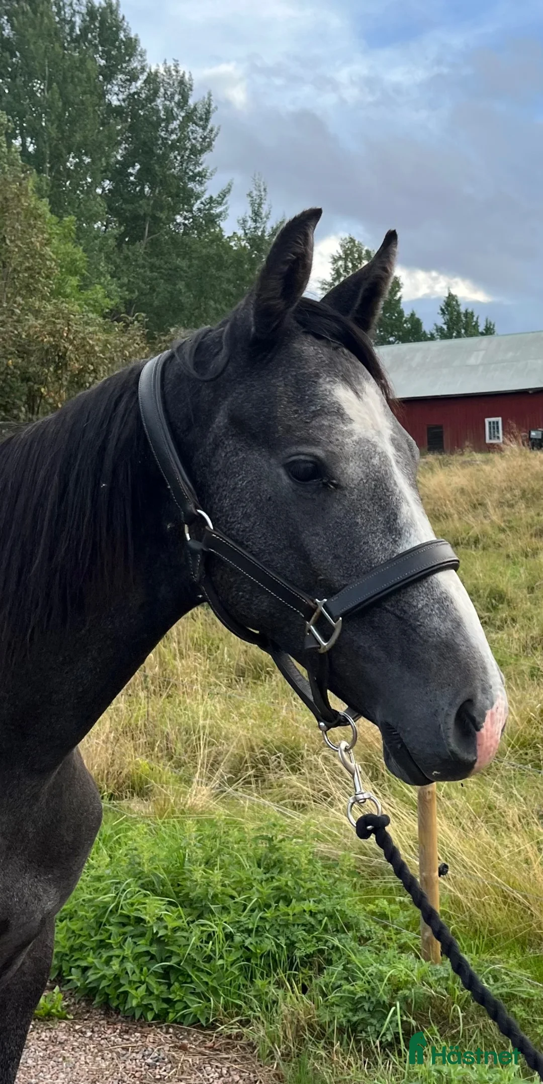 Allround hästar till salu: Charmig & cool hjärtehäst i Högsby - Annons 2