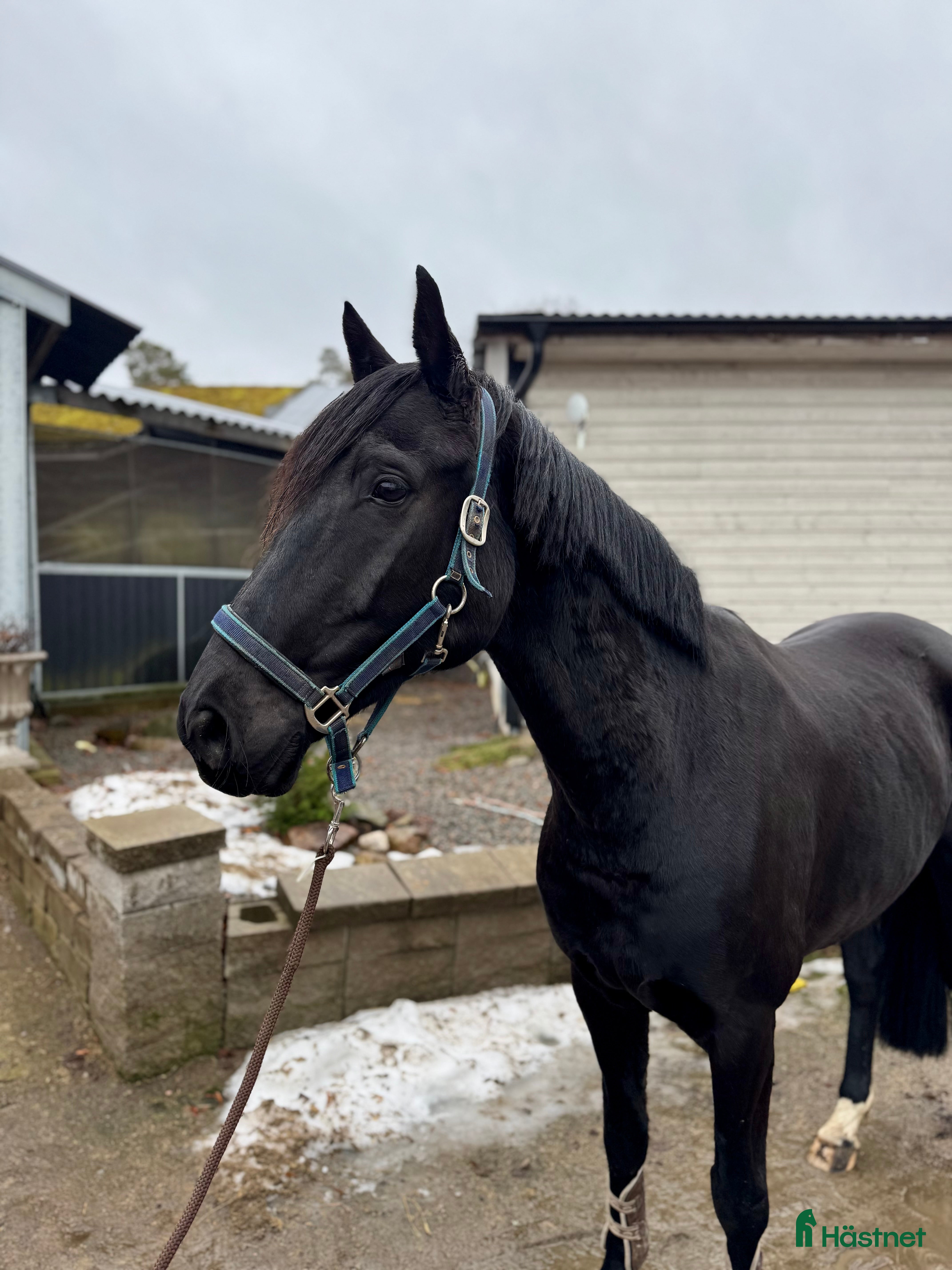  hästar Trevlig valack - Annons 2