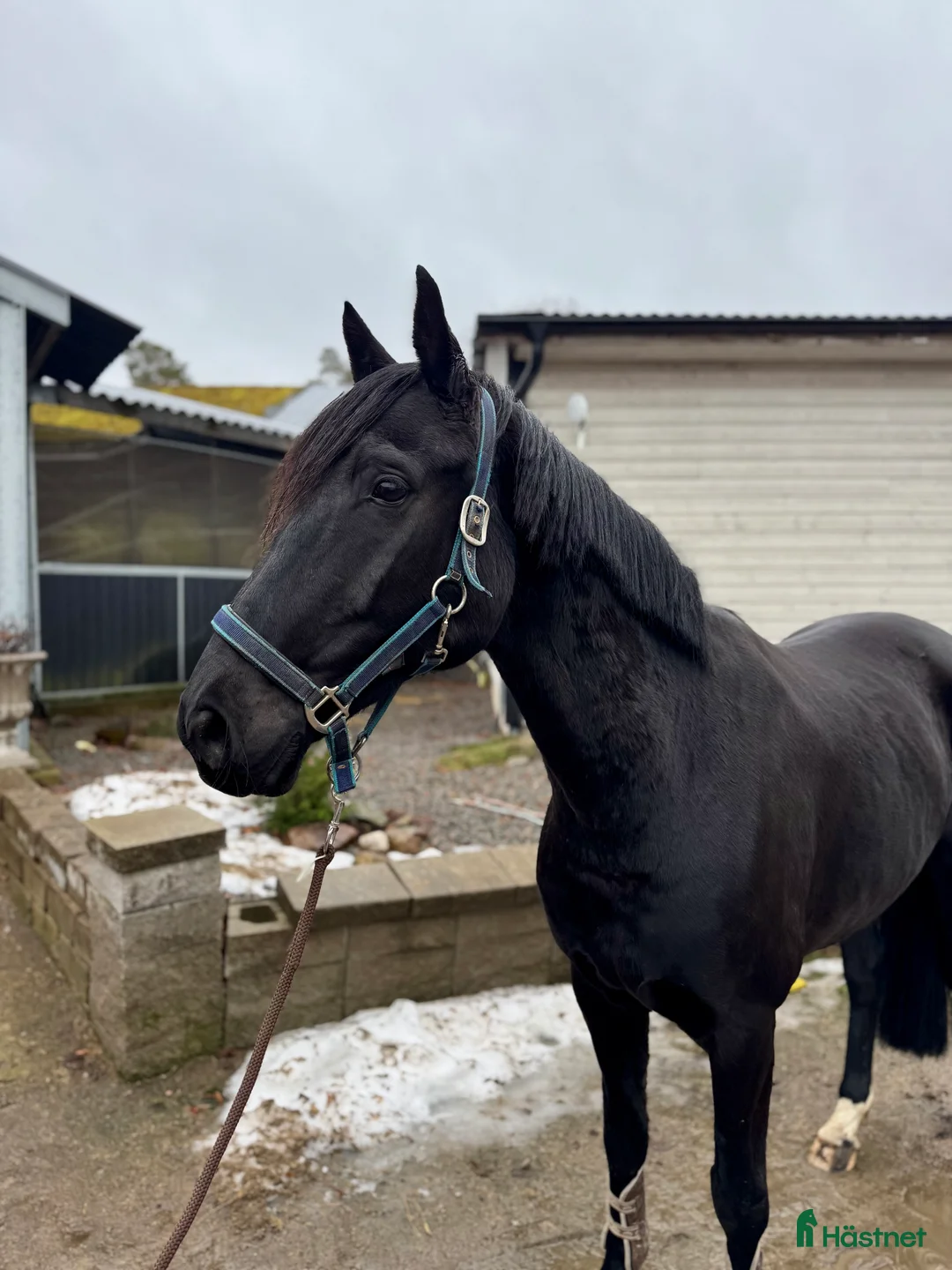 Allround hästar till salu: Trevlig valack - Annons 1