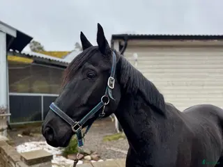 hästar Trevlig valack - Annons 2