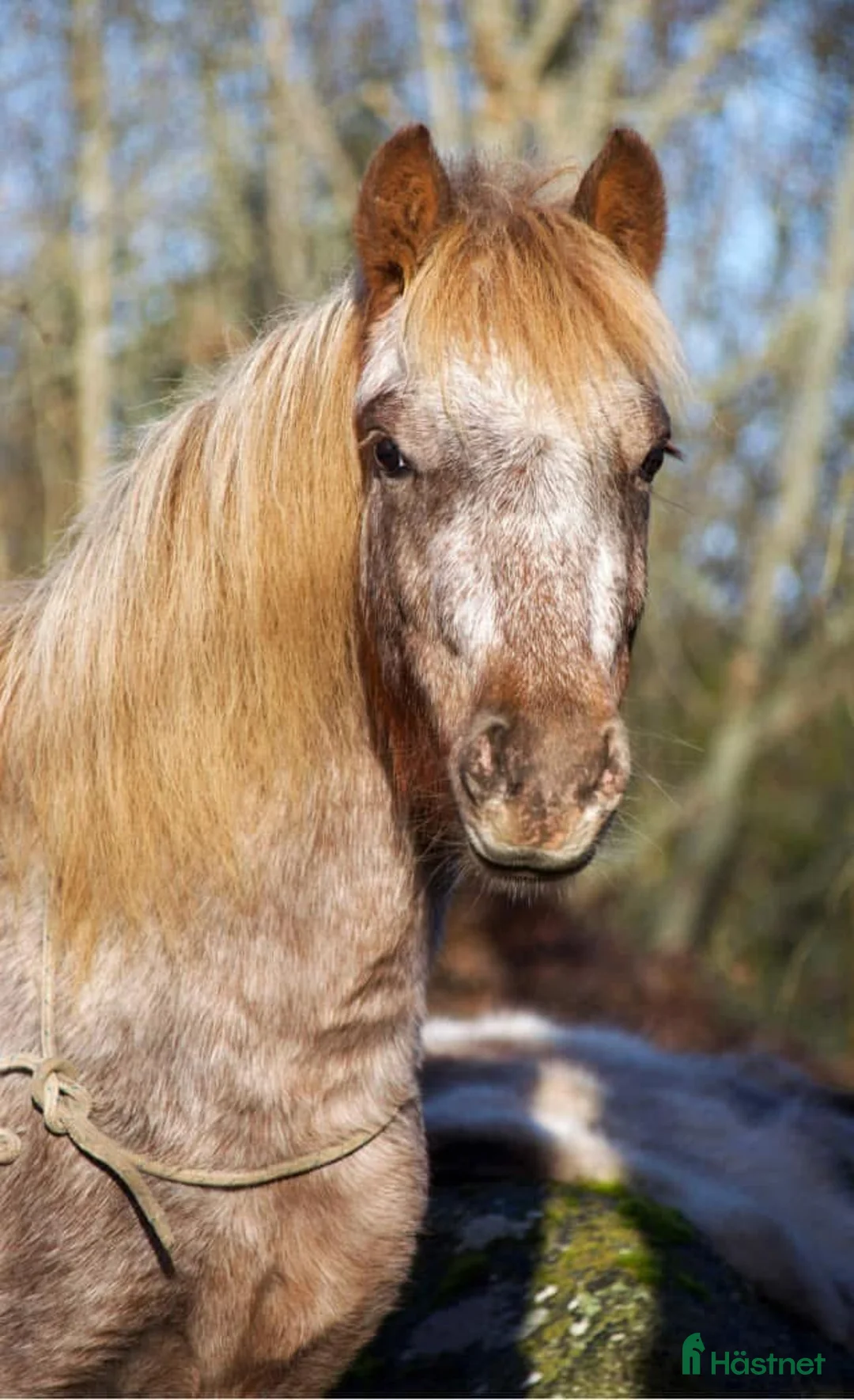  foderhäst finnes: Pigg B-ponny för körning och annat kul  i Hasslö - Annons 4