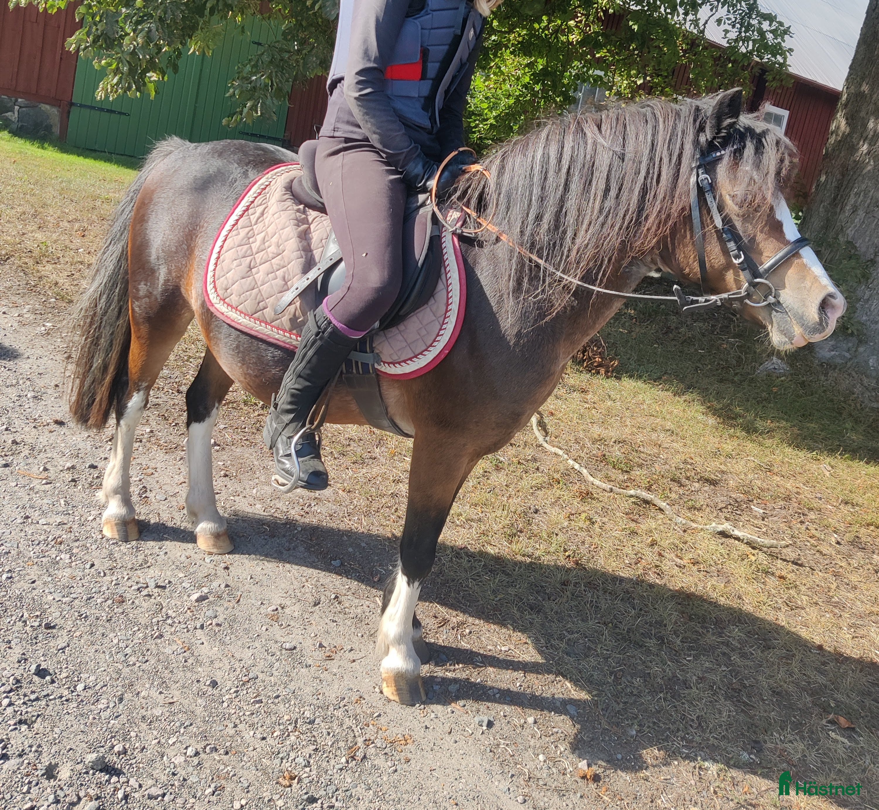  medryttarhäst finnes: Betalande medryttare sökes i Ballingslöv - Annons 13