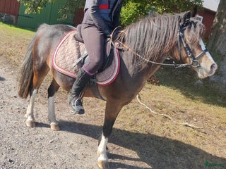 medryttarhäst finnes: Betalande medryttare sökes i Ballingslöv - Annons 11