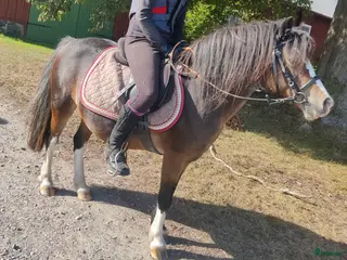 medryttarhäst finnes: Betalande medryttare sökes - Annons 1