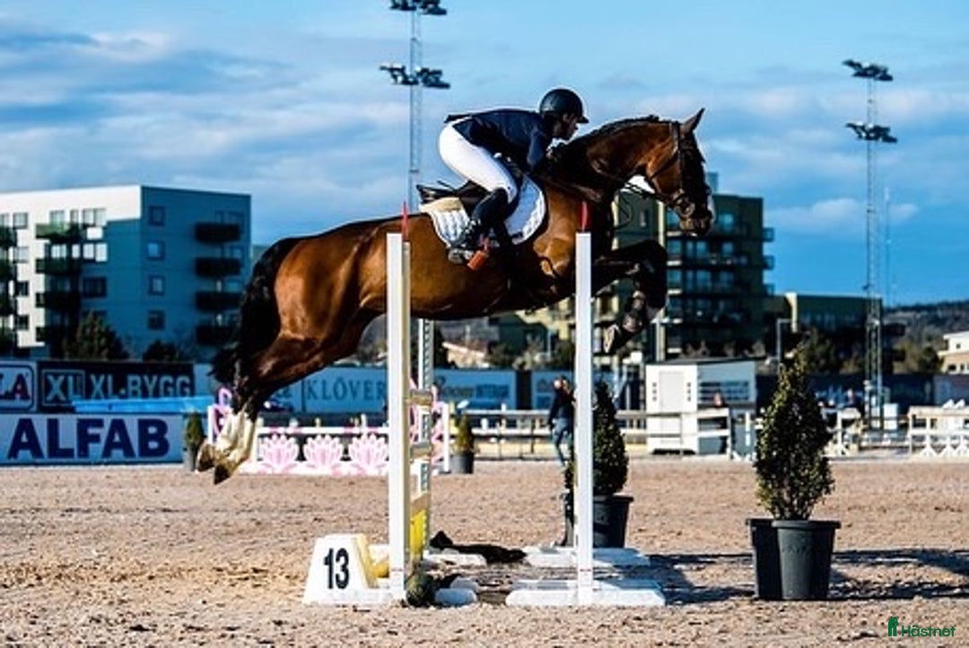 Galleribild {{count}}