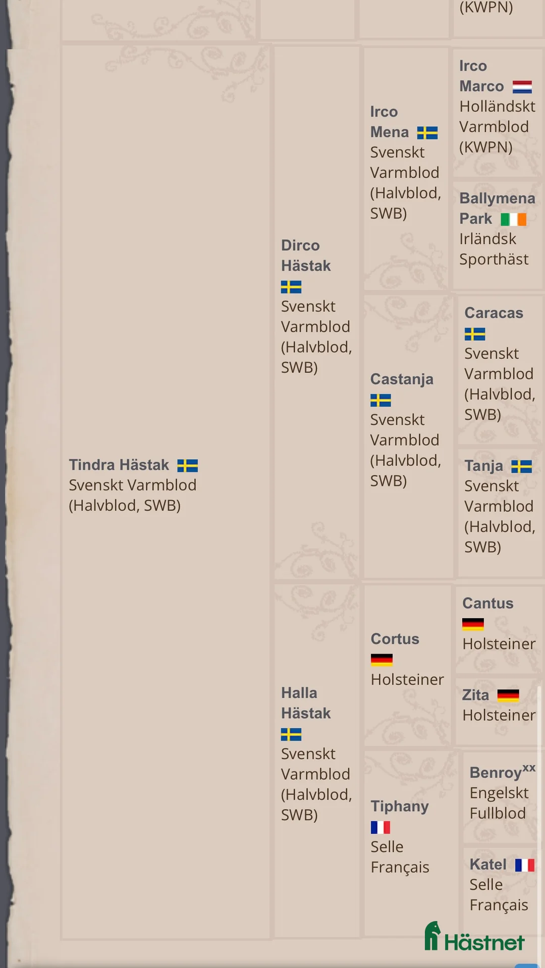 Allround hästar till salu: Supersnäll 3 åring  - Annons 2