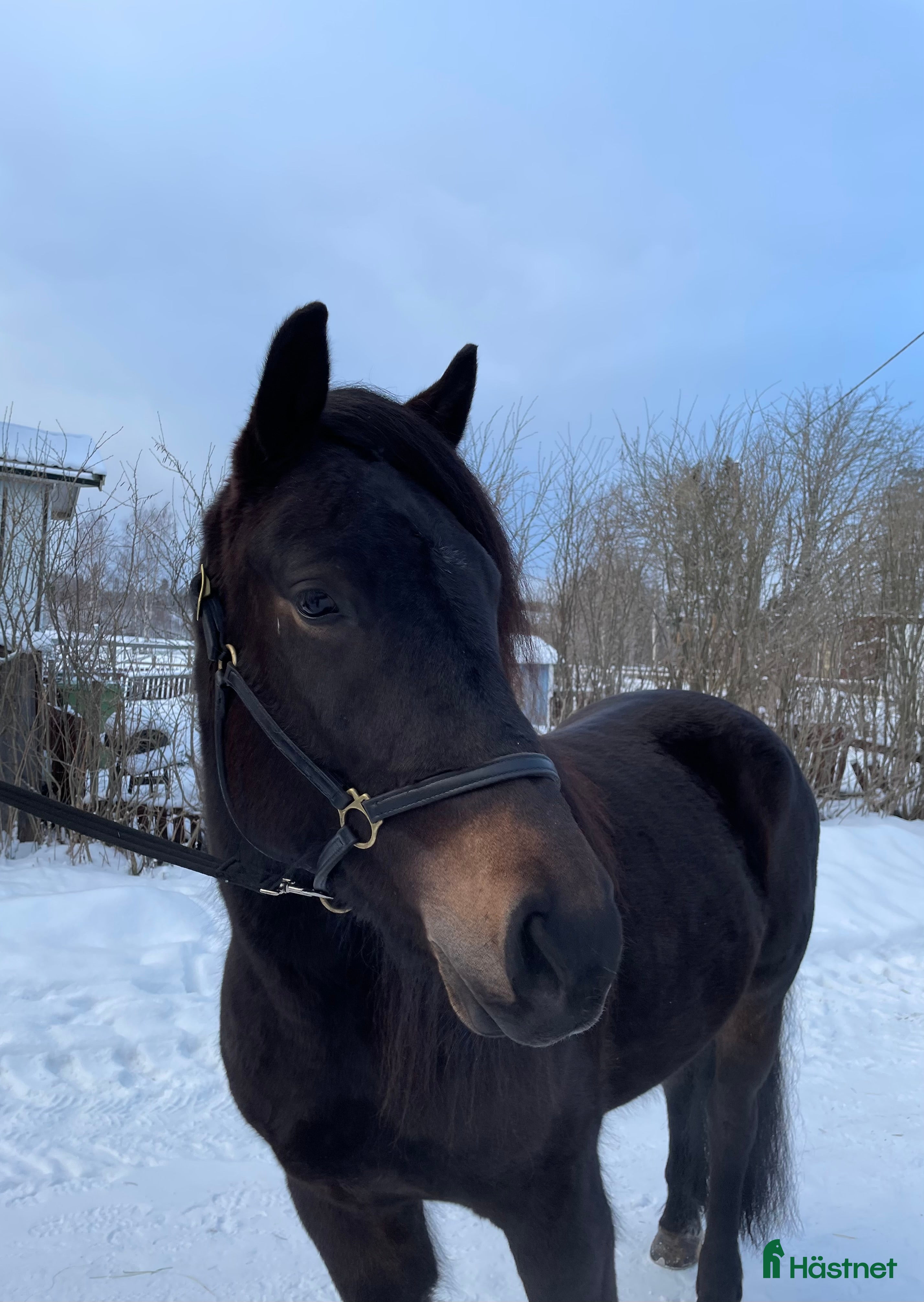  hästar Nya bilder på Vännfors Frökna  i Vännäs - Annons 2