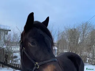 hästar Nya bilder på Vännfors Frökna i Vännäs - Annons 2