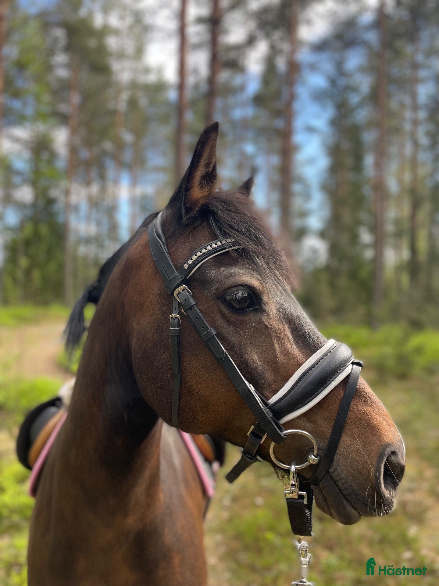  hästar Mycket fin C-ponny - projekt - Annons 1