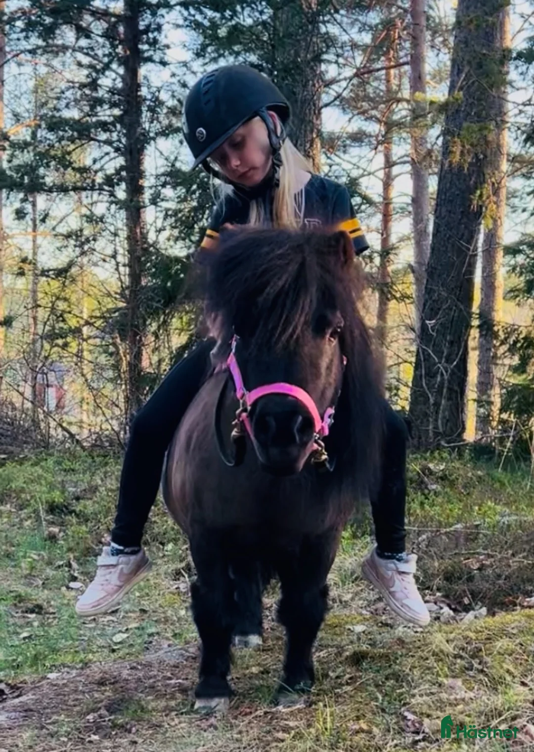 Allround hästar till salu: Härlig Minishettis - Annons 5