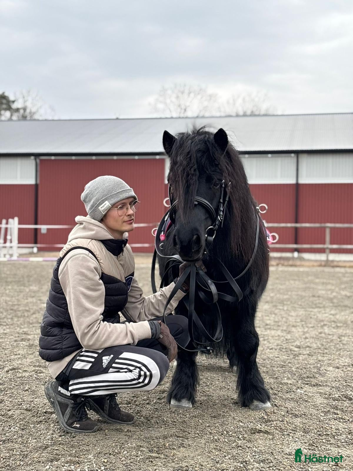  hästar 7-årig shettisvalack med hjärtat på rätt ställe. - Annons 10