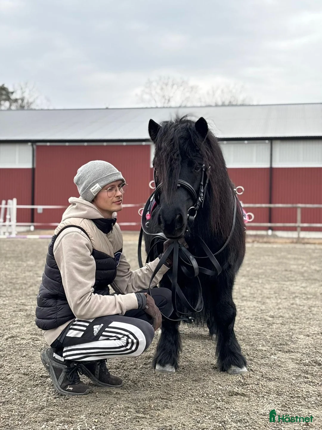 Allround hästar till salu: 7-årig shettisvalack med hjärtat på rätt ställe. - Annons 1