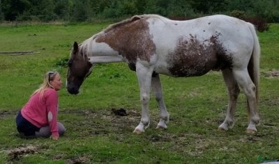  hästservice Fördjupar oss något in i anatomin och biomekanik - Annons 13