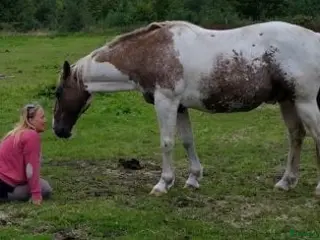 hästservice Fördjupar oss något in i anatomin och biomekanik - Annons 13