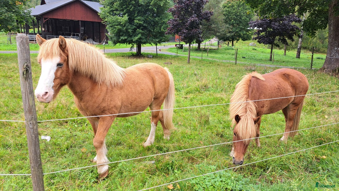 Island hästar till salu: Skogsmulle Tyr och framtidsämne Teitur. i Åseda - Annons 4