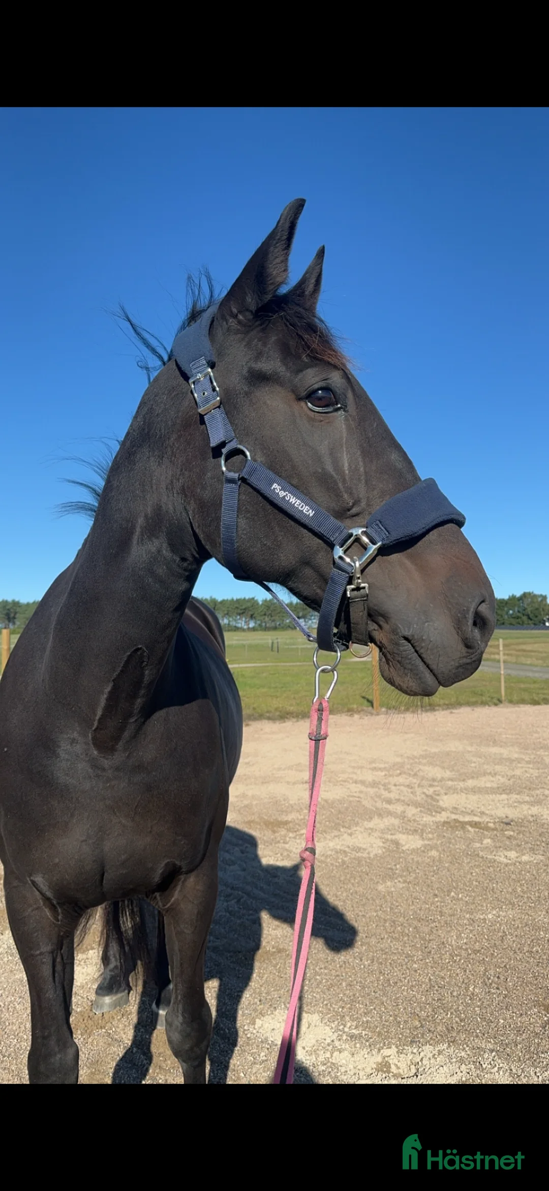 Allround hästar till salu: Supersnäll travare - Annons 4