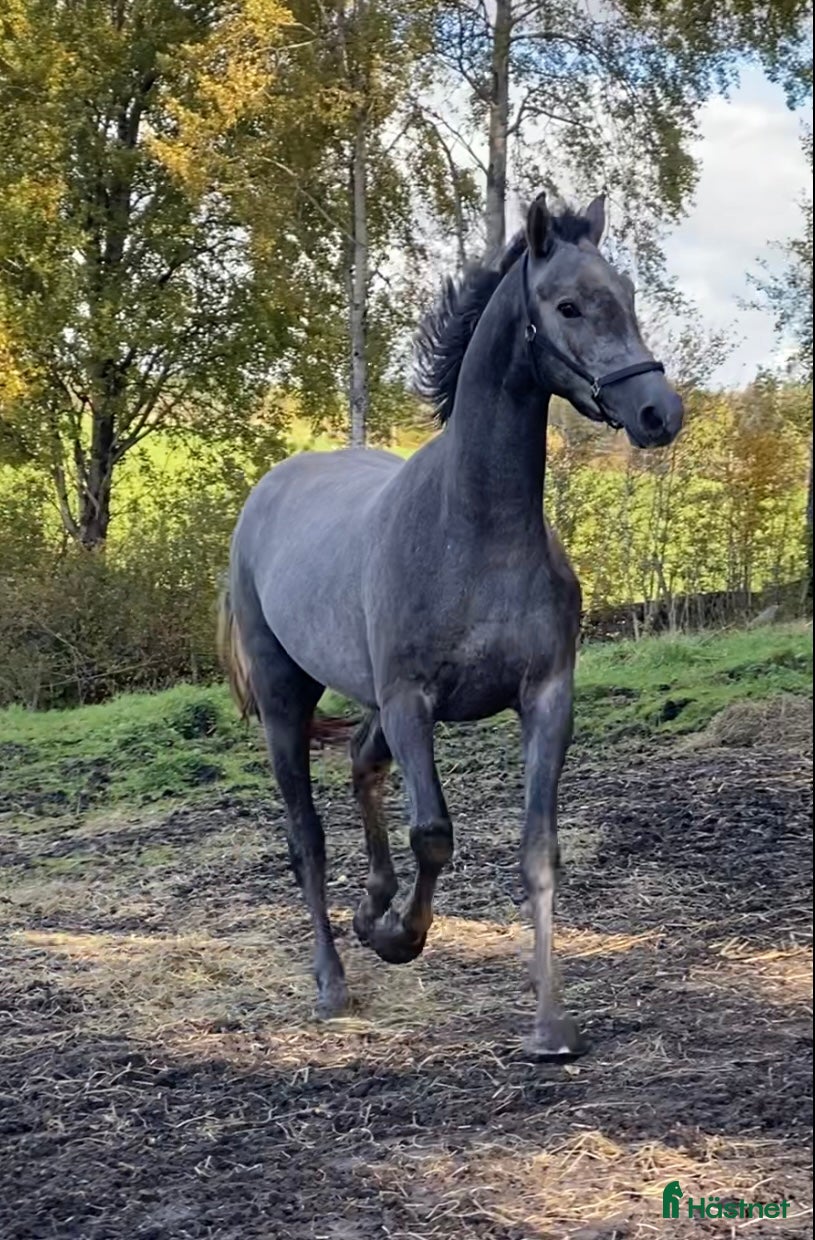 Hoppning hästar till salu: Mycket talangfull häst med nerv i Göteborg - Annons 1