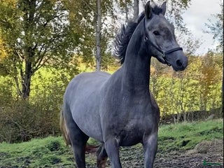 Hoppning hästar till salu: Mycket talangfull häst med nerv i Göteborg - Annons 1