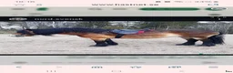Sadlar hästutrustning till salu: Megabred sadel till typ nsv inkl. tillbehör - Annons 4