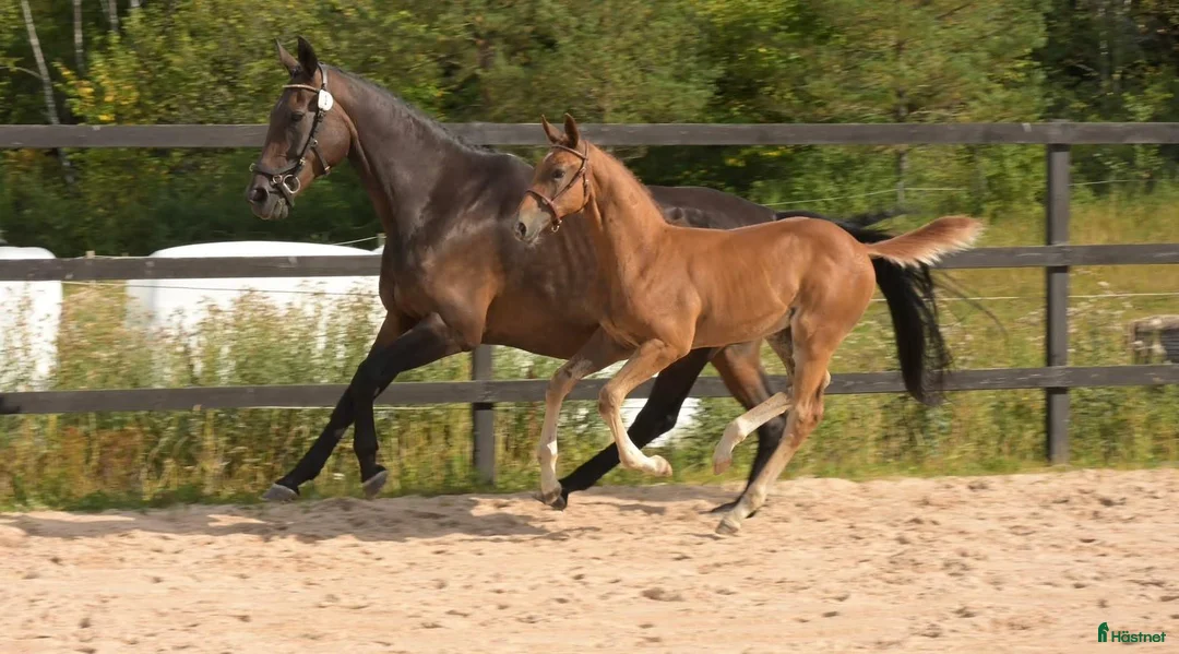 Hoppning hästar till salu: ✨️ Beauty’s Chac Berry ✨️ - Annons 2