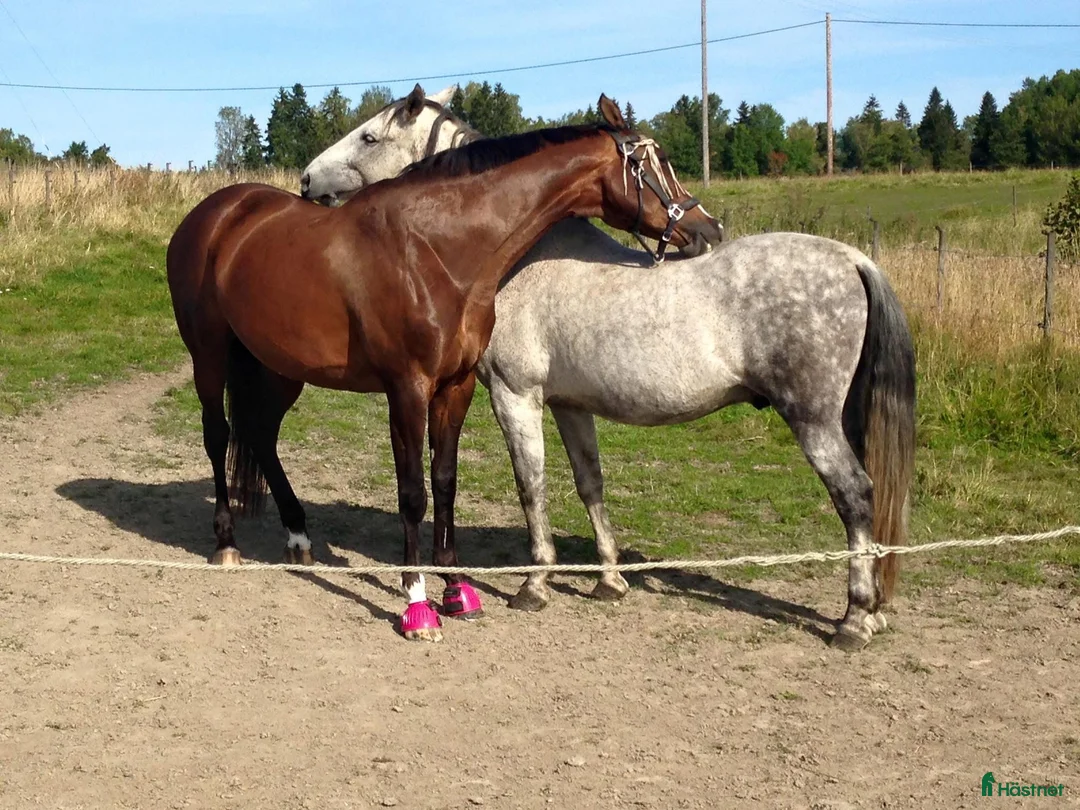 Allround hästar till salu: Otroligt snäll läromästare / alt avelssto - Annons 2