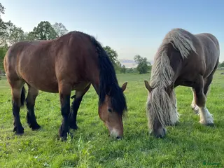 hästar Härlig ardenner i Hökerum - Annons 6