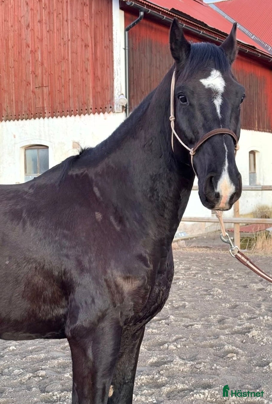  hästar Super vacker SWB Valack - Forma Själv!  - Annons 2