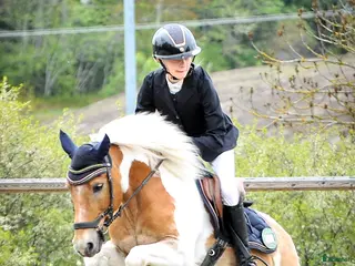 hästar Barnponny i Gnesta - Annons 20