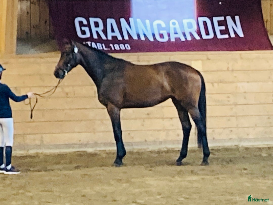 Hoppning hästar till salu: Lovande hoppsto i Nora - Annons 2