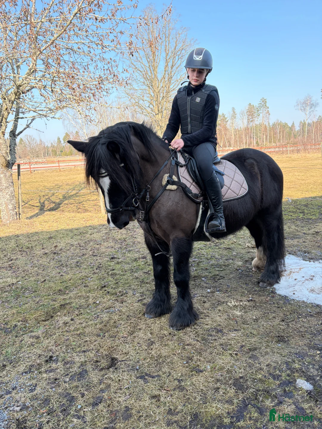 Allround hästar till salu: Läromästare och bästa vän söker nytt hem - Annons 1