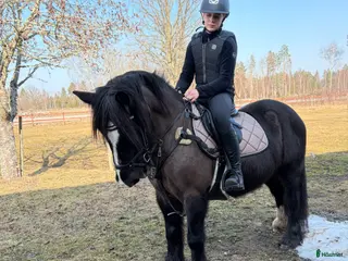 hästar Läromästare och bästa vän söker nytt hem - Annons 16