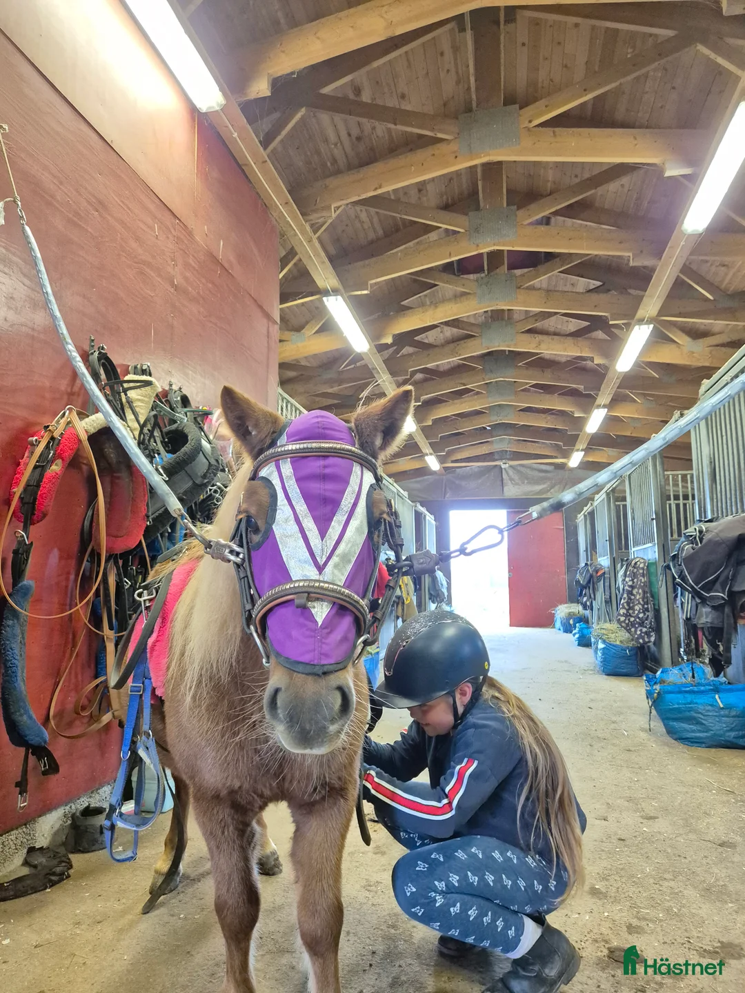 Trav hästar till salu: Film Shetlandsponny trav allround riden och körd  i Äppelbo - Annons 6