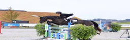 Hoppning hästar till salu: Danish Champion for 6-year-old horses! 🏆  - Annons 5
