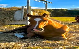 Hoppning hästar till salu: Lovande hingstföl e Pink Floyd i Blentarp - Annons 1