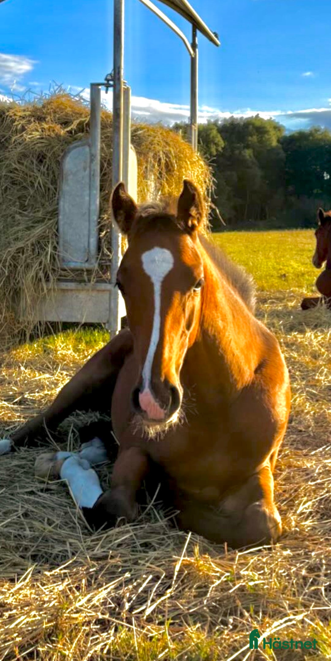 Hoppning hästar till salu: Lovande hingstföl e Pink Floyd i Blentarp - Annons 1