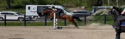 Allround hästar till salu: Dressyr/Avel WE  - Annons 3